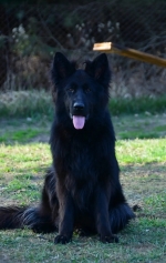 vom Trojangold, hodowla Owczarków Niemieckich Długowłosych