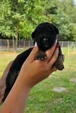 vom Trojangold, hodowla Owczarków Niemieckich Długowłosych