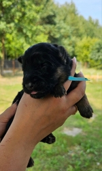 vom Trojangold, hodowla Owczarków Niemieckich Długowłosych