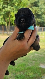 vom Trojangold, hodowla Owczarków Niemieckich Długowłosych