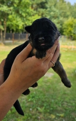 vom Trojangold, hodowla Owczarków Niemieckich Długowłosych