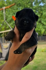 vom Trojangold, hodowla Owczarków Niemieckich Długowłosych