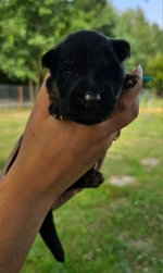 vom Trojangold, hodowla Owczarków Niemieckich Długowłosych