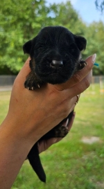 vom Trojangold, hodowla Owczarków Niemieckich Długowłosych