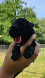 vom Trojangold, hodowla Owczarków Niemieckich Długowłosych