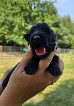 vom Trojangold, hodowla Owczarków Niemieckich Długowłosych