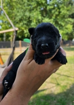 vom Trojangold, hodowla Owczarków Niemieckich Długowłosych