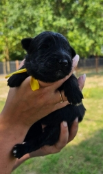 vom Trojangold, hodowla Owczarków Niemieckich Długowłosych