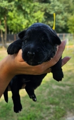 vom Trojangold, hodowla Owczarków Niemieckich Długowłosych