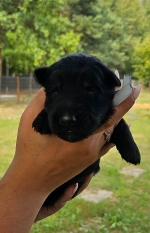 vom Trojangold, hodowla Owczarków Niemieckich Długowłosych