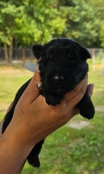 vom Trojangold, hodowla Owczarków Niemieckich Długowłosych