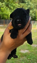 vom Trojangold, hodowla Owczarków Niemieckich Długowłosych