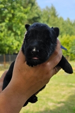 vom Trojangold, hodowla Owczarków Niemieckich Długowłosych