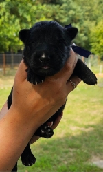 vom Trojangold, hodowla Owczarków Niemieckich Długowłosych