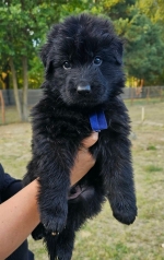 vom Trojangold, hodowla Owczarków Niemieckich Długowłosych