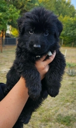 vom Trojangold, hodowla Owczarków Niemieckich Długowłosych