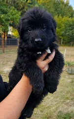 vom Trojangold, hodowla Owczarków Niemieckich Długowłosych