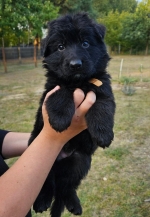 vom Trojangold, hodowla Owczarków Niemieckich Długowłosych
