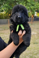 vom Trojangold, hodowla Owczarków Niemieckich Długowłosych