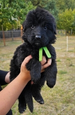 vom Trojangold, hodowla Owczarków Niemieckich Długowłosych