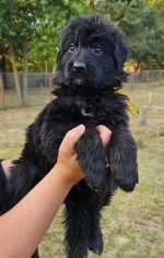 vom Trojangold, hodowla Owczarków Niemieckich Długowłosych