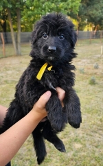 vom Trojangold, hodowla Owczarków Niemieckich Długowłosych