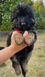 vom Trojangold, hodowla Owczarków Niemieckich Długowłosych