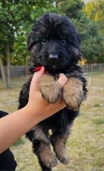 vom Trojangold, hodowla Owczarków Niemieckich Długowłosych