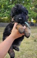 vom Trojangold, hodowla Owczarków Niemieckich Długowłosych