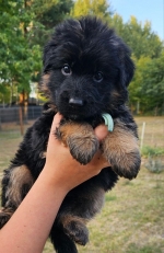 vom Trojangold, hodowla Owczarków Niemieckich Długowłosych