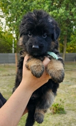 vom Trojangold, hodowla Owczarków Niemieckich Długowłosych