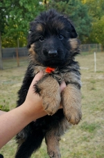 vom Trojangold, hodowla Owczarków Niemieckich Długowłosych