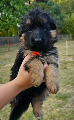 vom Trojangold, hodowla Owczarków Niemieckich Długowłosych