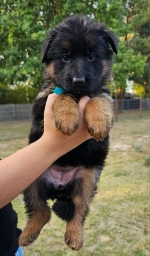 vom Trojangold, hodowla Owczarków Niemieckich Długowłosych