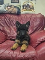 vom Trojangold, hodowla Owczarków Niemieckich Długowłosych