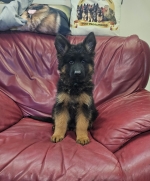 vom Trojangold, hodowla Owczarków Niemieckich Długowłosych