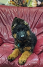 vom Trojangold, hodowla Owczarków Niemieckich Długowłosych