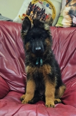 vom Trojangold, hodowla Owczarków Niemieckich Długowłosych