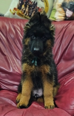 vom Trojangold, hodowla Owczarków Niemieckich Długowłosych