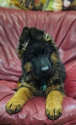 vom Trojangold, hodowla Owczarków Niemieckich Długowłosych