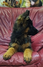 vom Trojangold, hodowla Owczarków Niemieckich Długowłosych