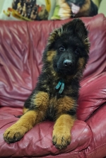 vom Trojangold, hodowla Owczarków Niemieckich Długowłosych