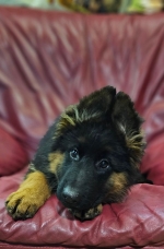 vom Trojangold, hodowla Owczarków Niemieckich Długowłosych