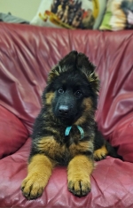 vom Trojangold, hodowla Owczarków Niemieckich Długowłosych