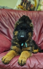 vom Trojangold, hodowla Owczarków Niemieckich Długowłosych