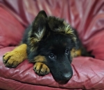 vom Trojangold, hodowla Owczarków Niemieckich Długowłosych