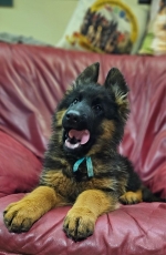 vom Trojangold, hodowla Owczarków Niemieckich Długowłosych