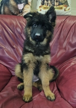 vom Trojangold, hodowla Owczarków Niemieckich Długowłosych