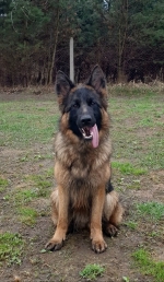 vom Trojangold, hodowla Owczarków Niemieckich Długowłosych