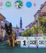 vom Trojangold, hodowla Owczarków Niemieckich Długowłosych